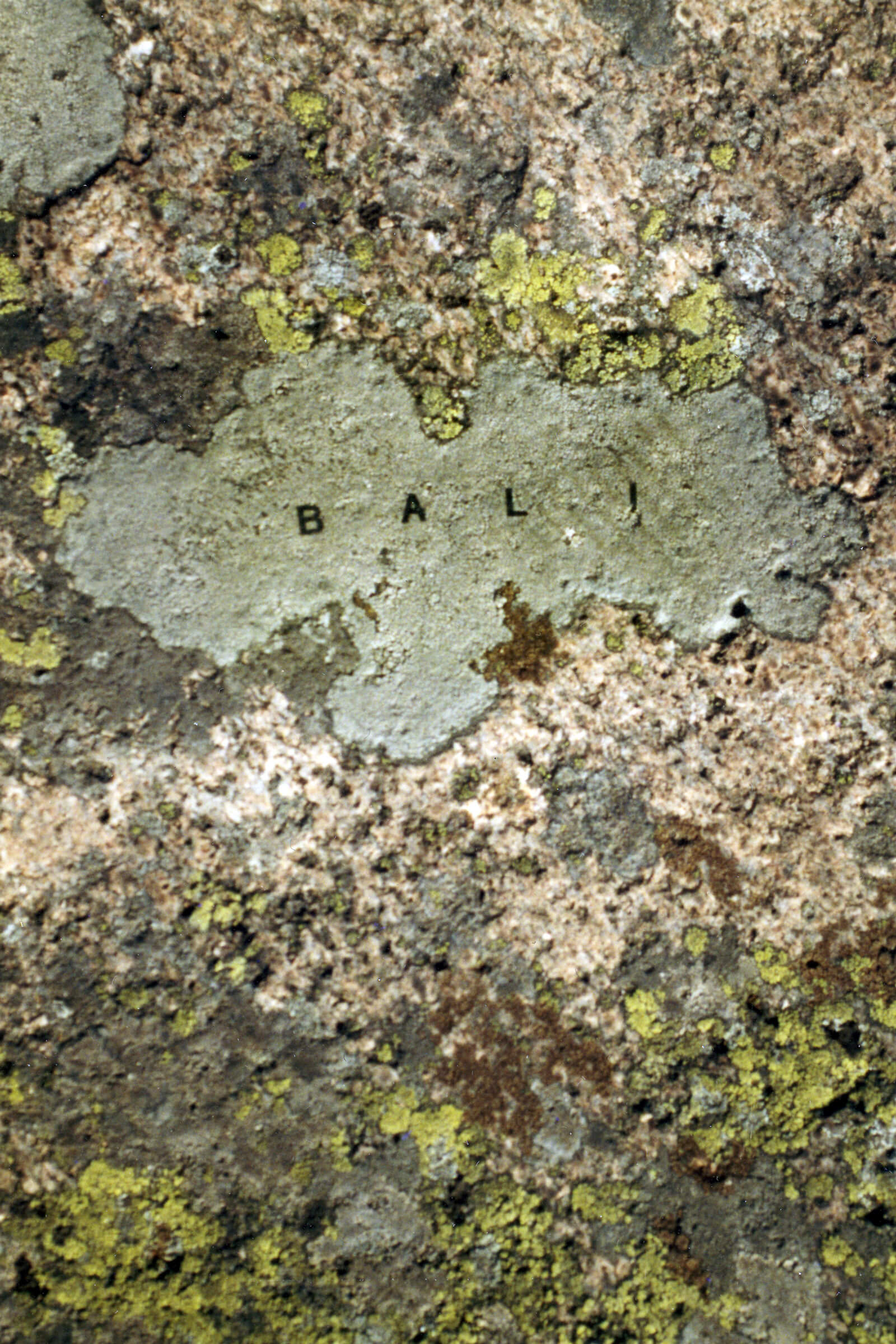 moss map of Bali